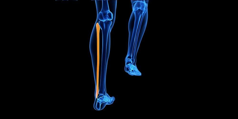 Функцията на телешката кост, известна още като фибула, и нейните части