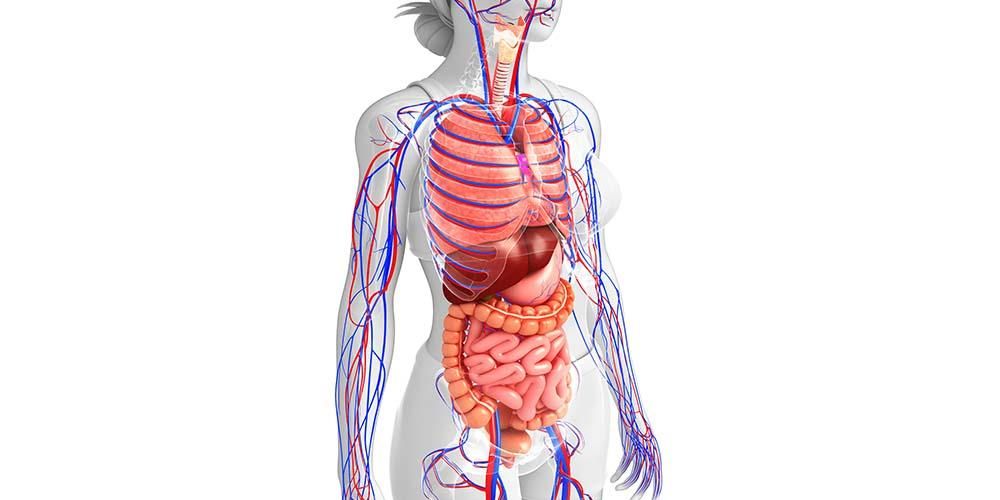 Tutto sull'anatomia del corpo umano, completo delle sue funzioni