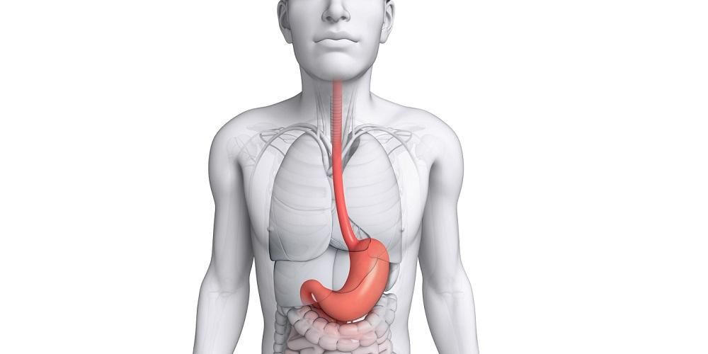 Anatomia, funzione e ormoni nello stomaco che devi capire