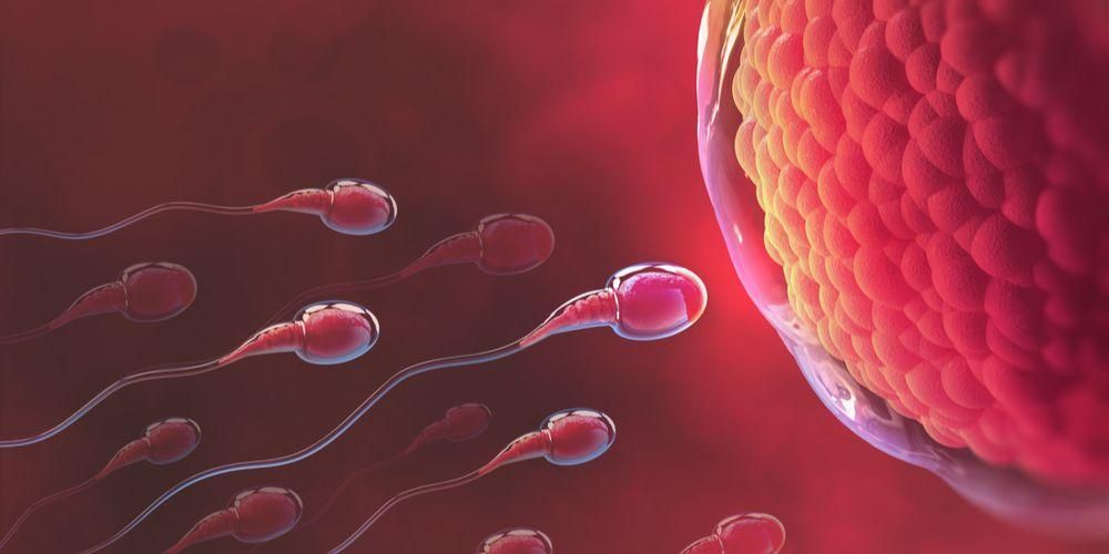 Spermatogonesi e oogenesi, la storia del viaggio tra spermatozoi e ovociti