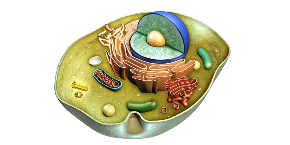 Hücre Organelleri, Yaşam Desteği Mini Boyutlu Hayati Organlar