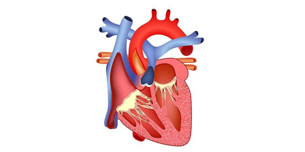 Melihat lebih dekat pada Anatomi Jantung dan Bagaimana Ia Berfungsi