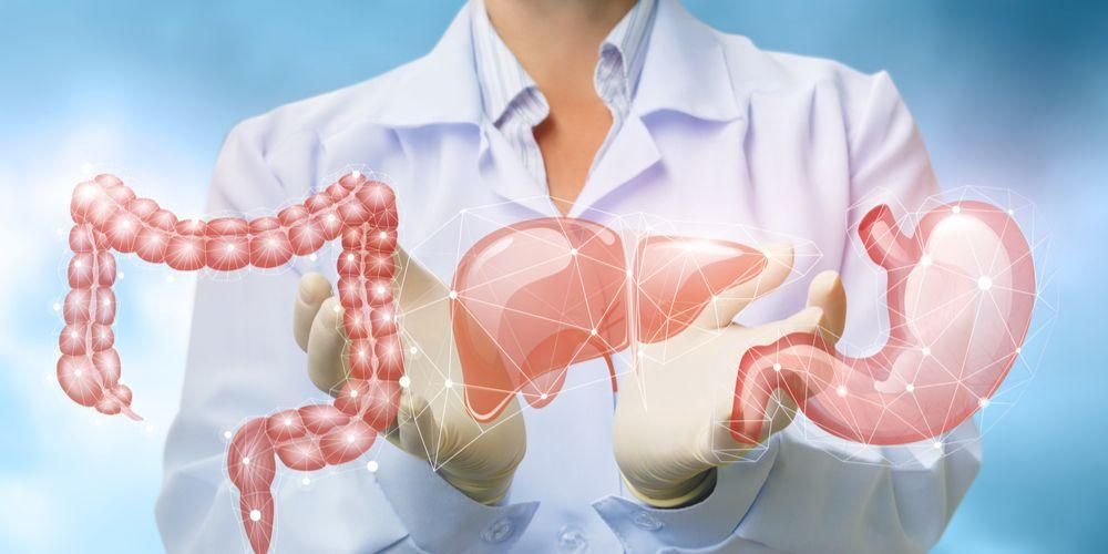 Gli organi nell'apparato digerente umano risultano non solo lo stomaco e l'intestino