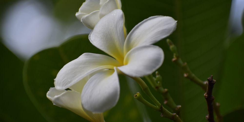 Бяло цвете Cempaka, между митове и ползи за здравето