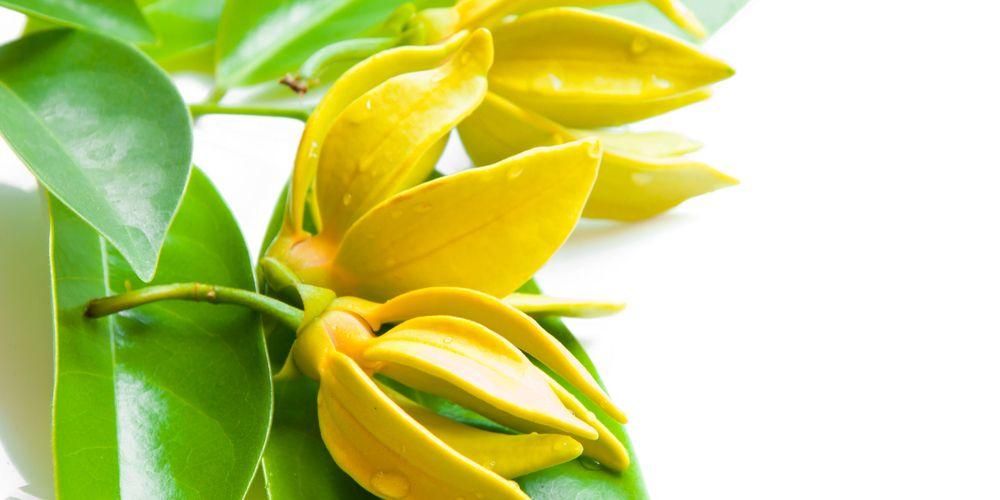 7 benefici del fiore di Ylang per la salute