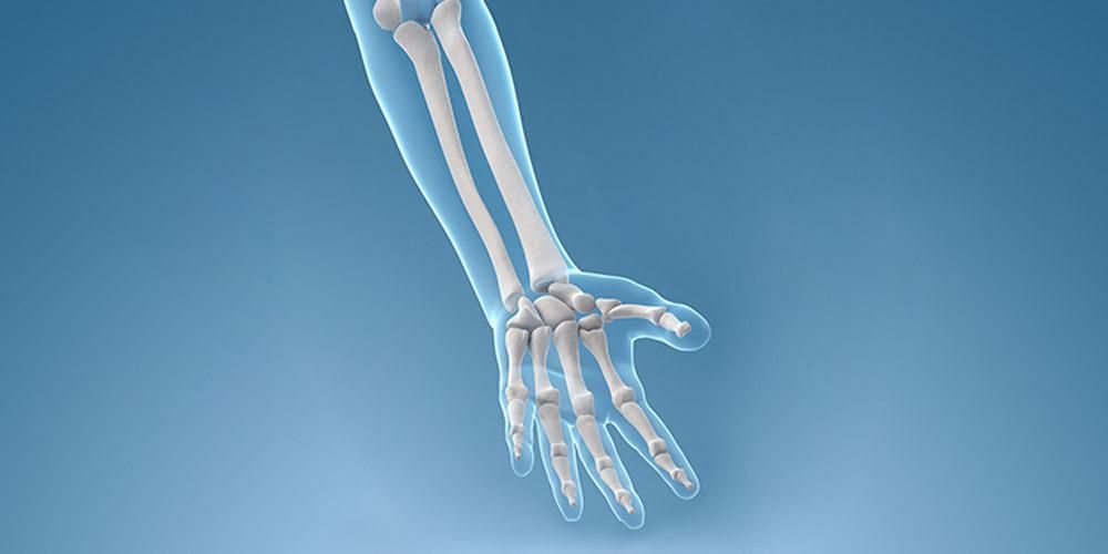 Fungsi tulang ulna atau lengan bawah yang membantu anda bergerak dengan bebas