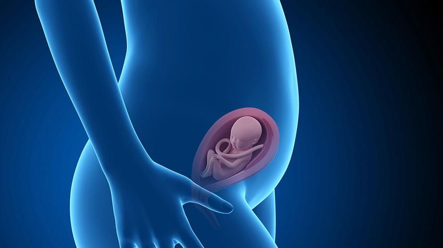 الأسبوع 23 من الحمل: هذا هو التطور الذي يحدث للجنين والأم