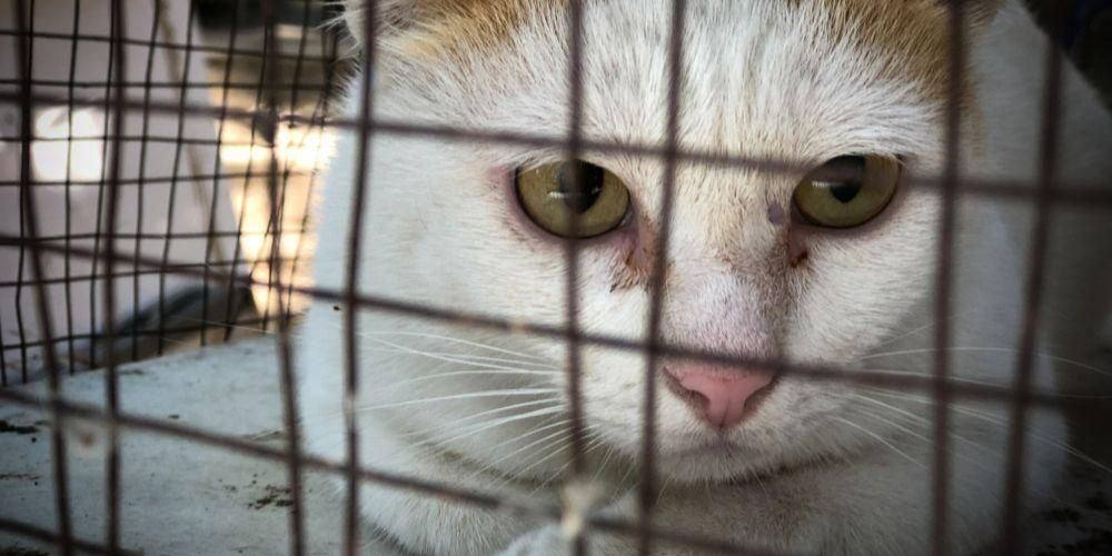 Ciri-ciri Kucing Rabies Ini Dapat Menyelamatkan Anda Dari Jangkitan
