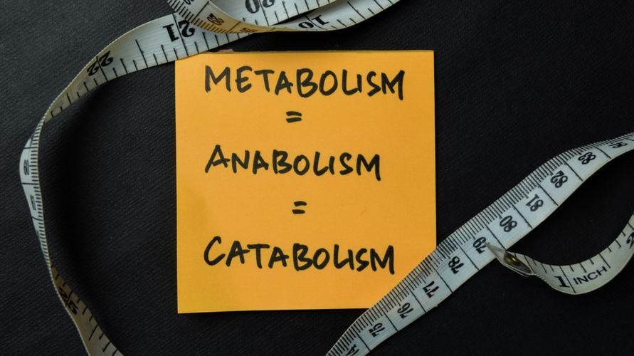 การทำความเข้าใจความแตกต่างระหว่าง Catabolism และ Anabolism