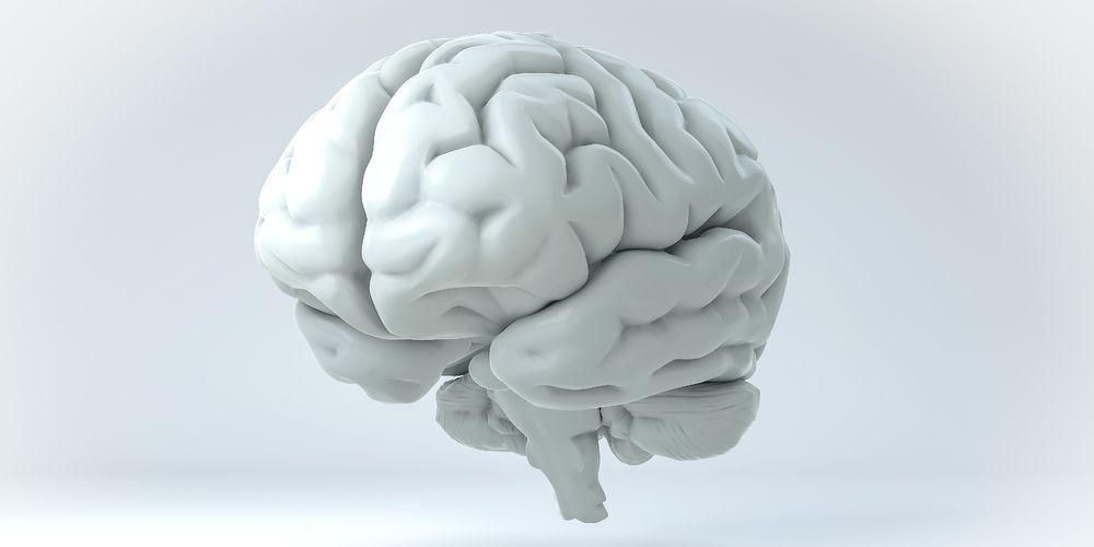 人間の脳の11の部分とその機能