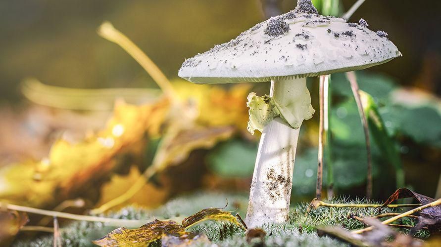 I 6 funghi più velenosi del mondo e come riconoscerli