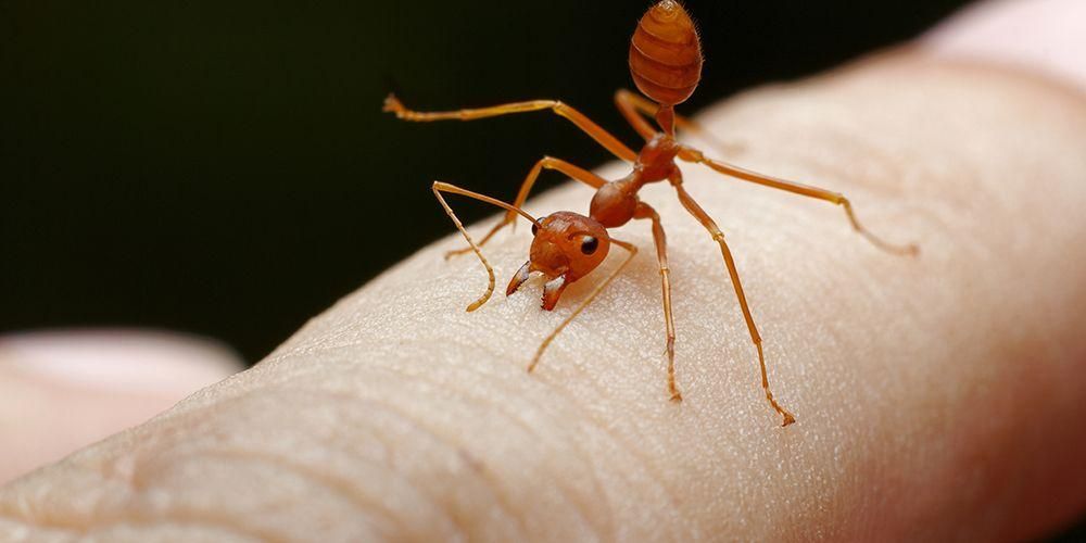 Огнените мравки могат да ужилят много пъти, ето как да се справим с отровата