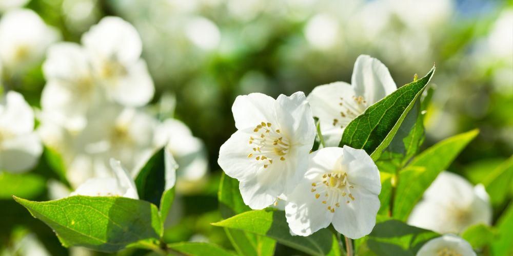 صف من فوائد زهور الياسمين المفيدة للجمال والصحة