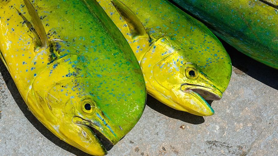 Ton Balığı Tadı Mahi Mahi Balığı Tüketmenin Faydaları Nelerdir?
