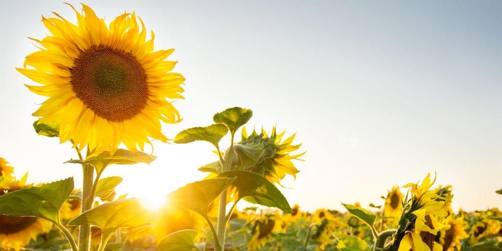Kelebihan Bunga Matahari untuk Kesihatan Tubuh Di Luar