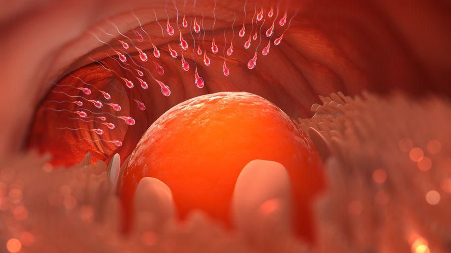 3 причини за проникване на сперматозоиди в яйчниците, които мъжете трябва да знаят