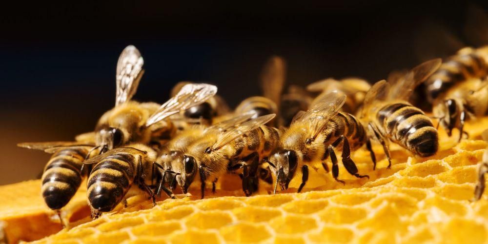 5 ประโยชน์ของ Propolis น้ำนมผึ้งเหนียวที่มีประโยชน์ต่อสุขภาพ
