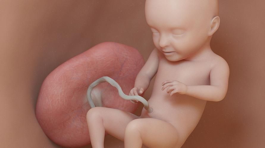 妊娠31週、胎児と母親はどうなりますか？