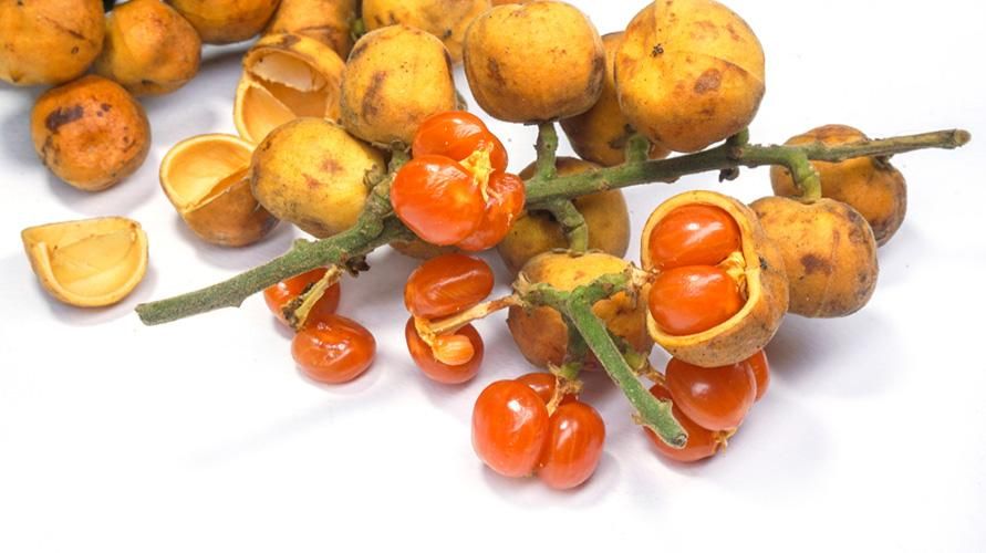 Conosci i benefici del frutto Rambai per la salute e il contenuto nutrizionale