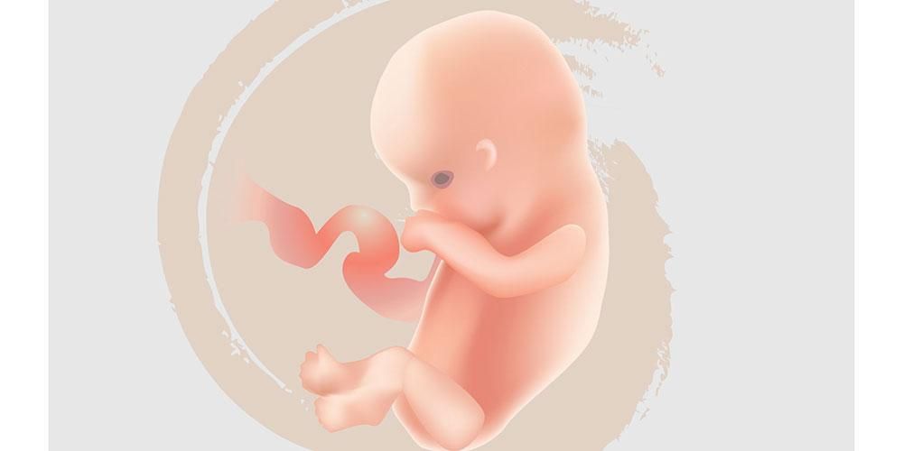 7週間の胎児の発育、何が起こりますか？
