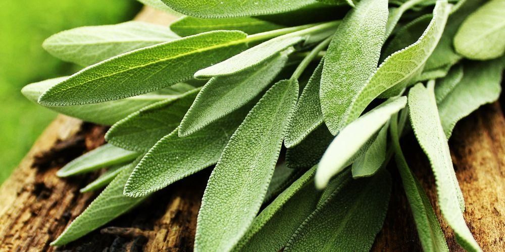 11 benefici delle foglie di salvia per la salute