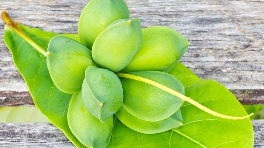 7 benefici del frutto Ketapang per la salute del corpo