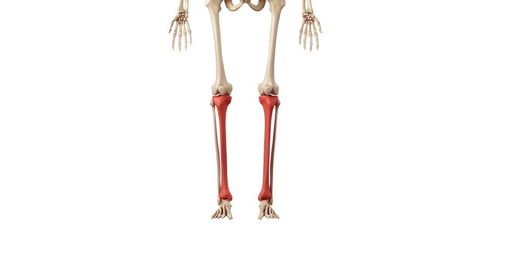 体のサポートとしての脛骨、別名脛骨の機能