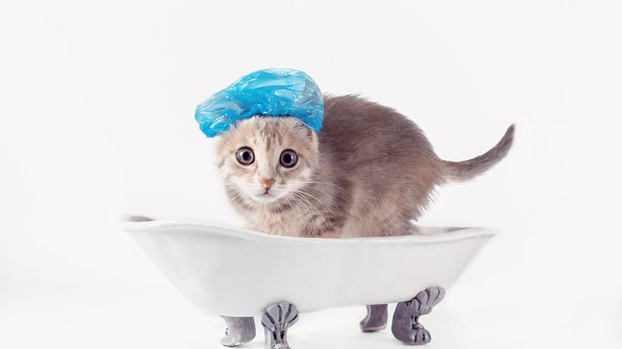 Dikkatsiz olmayın, bu bir yavru kediyi yıkamanın doğru yolu.