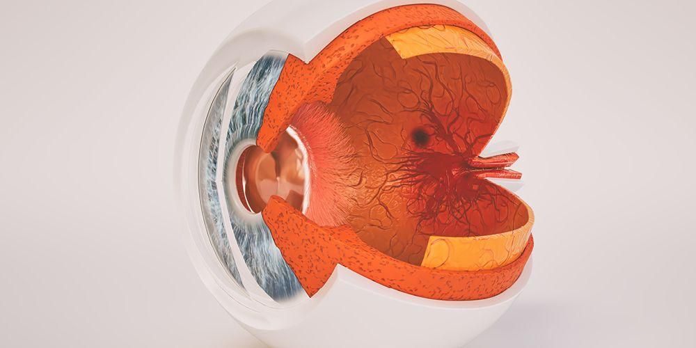 Знайте анатомията на частите на човешкото око и неговата функция