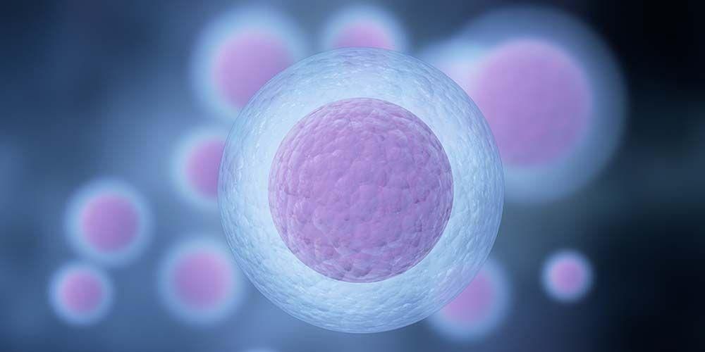 卵細胞の形成過程、受精しないとどうなるのか？