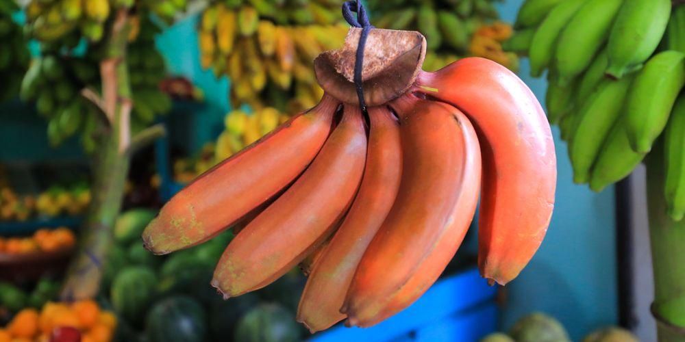 Знайте ползите от червените банани за здравето: полезни за понижаване на кръвното налягане