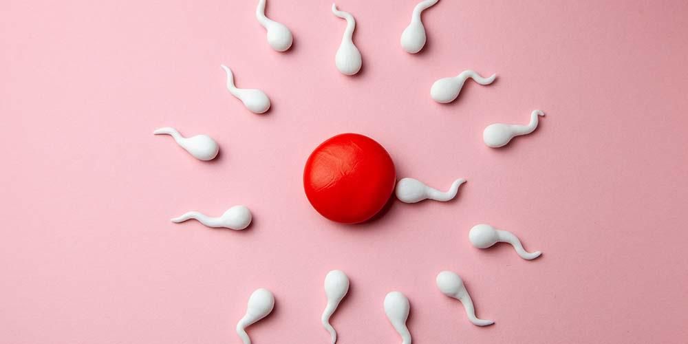 Колко дълго оцеляват сперматозоидите след еякулация?