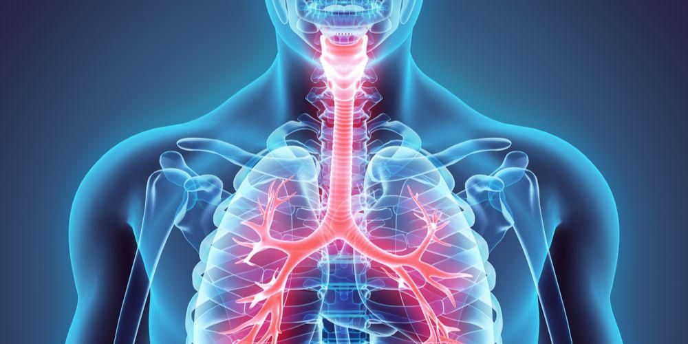 Функции на трахеята в дихателната система на човека