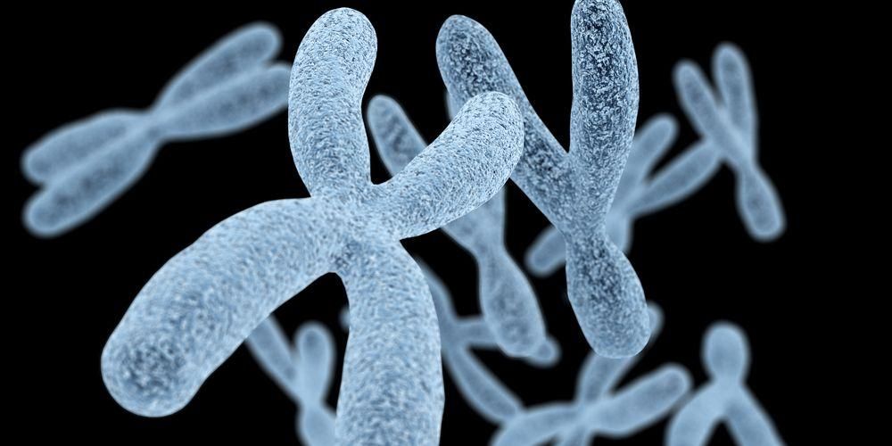 Kromosom Manusia, Pemberi Ciri di Muka dan Badan