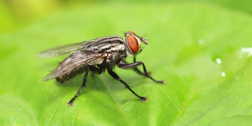 Come sbarazzarsi delle mosche a casa in modo che la famiglia eviti le malattie