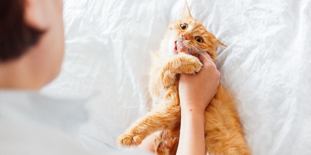 これは、感染を防ぐために猫に噛まれる応急処置ですが、それは何ですか？