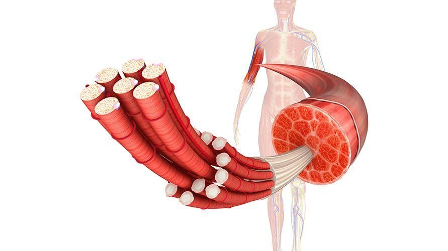 筋細胞の成長のための筋肥大とそれを最適化するためのヒントを知る