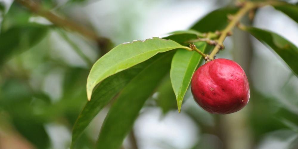 Khasiat Buah Mahkota Tuhan (Simalakama) yang Baik untuk Kesihatan