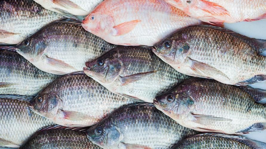 Kandungan Pemakanan Ikan Air Tawar yang Anda Tidak Perlu Lupa