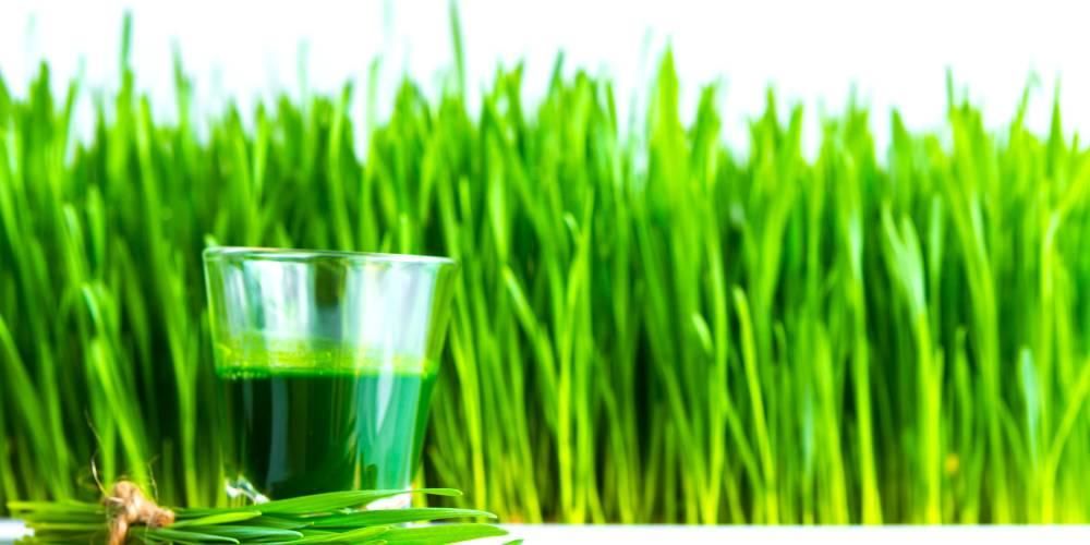 Запознайте се с различните ползи от житната трева и как да я консумирате