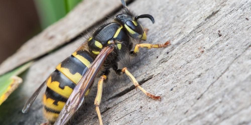 I modi più potenti ed efficaci per respingere le vespe