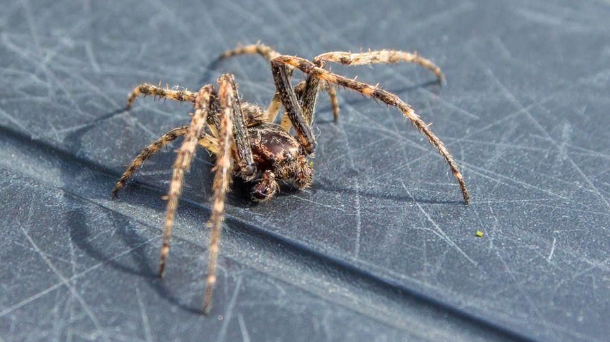 Как да се отървете от паяците у дома и техните опасни видове