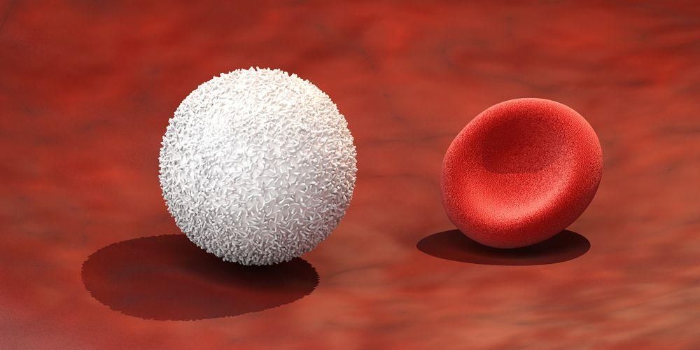 Lökositlerin (Beyaz Kan Hücreleri) İşlevlerini ve Enfeksiyonla Mücadele Çeşitli Türlerini Bilin