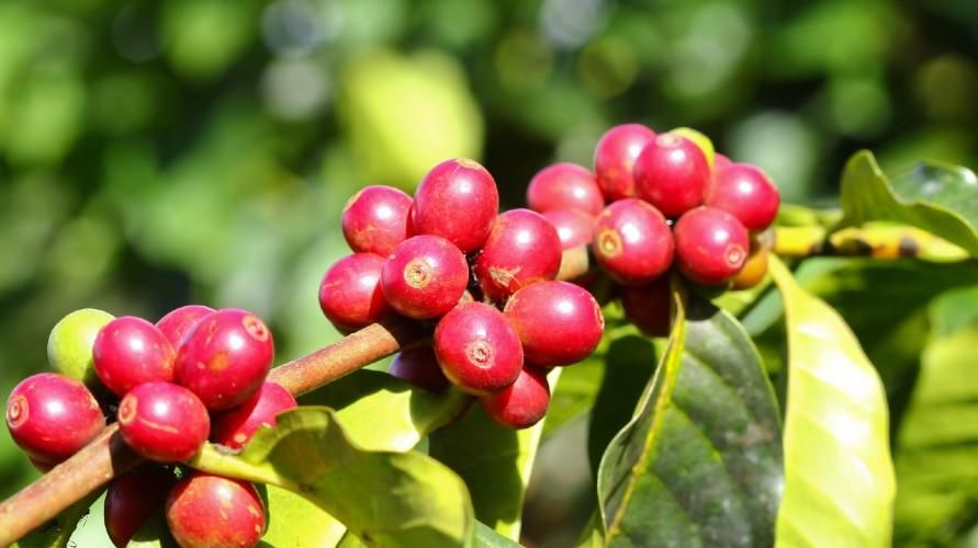 Antioksidan Açısından Yüksek Kahve Meyvelerinin 3 Faydası