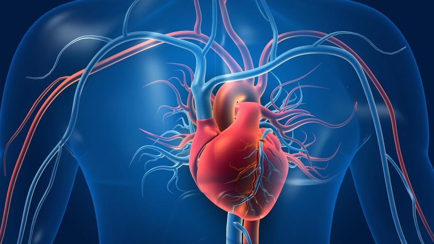 La posizione del cuore umano può indicare una malattia grave, davvero?