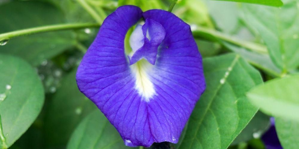 11 فوائد من زهور تيلانج ، صحة جميلة