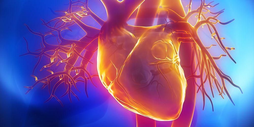 Знайте разликите между артериите и вените, два кръвоносни съда в тялото