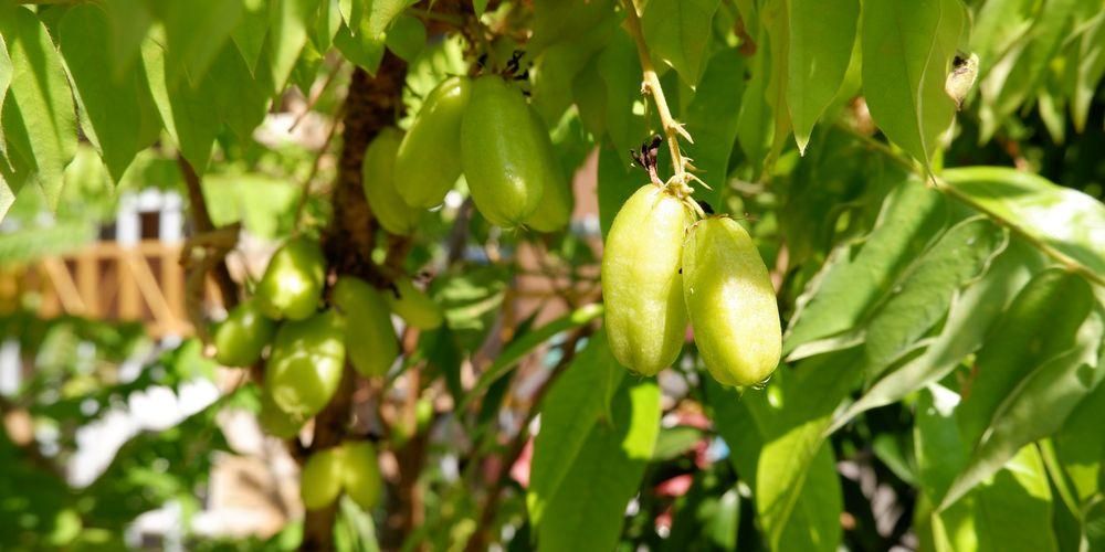 Starfruit Wuluh, Киселината с безброй ползи