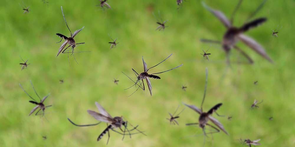 Вместо замъгляване, премахването на гнездата на комари е по -ефективно при предотвратяване на DHF