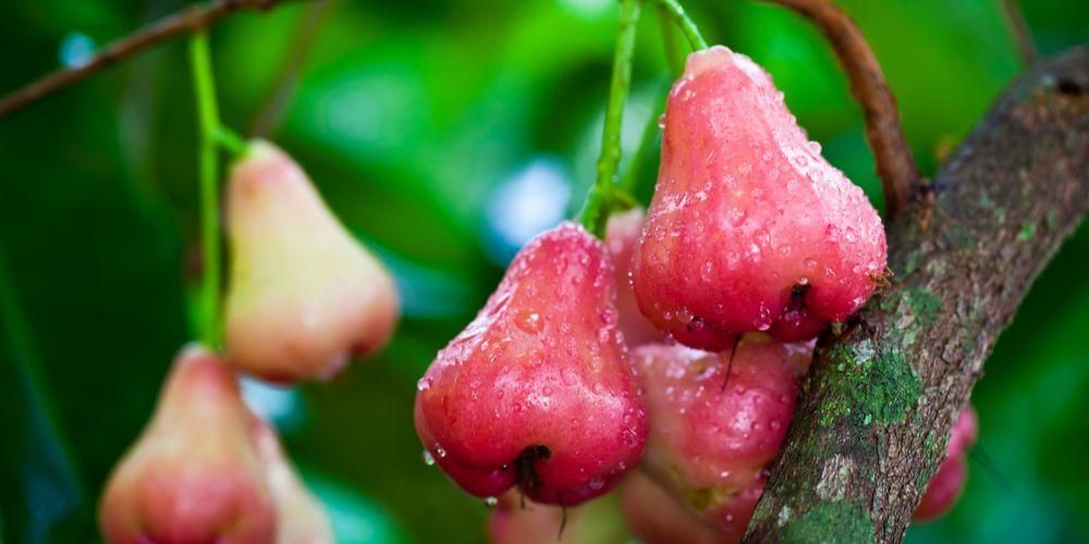 سلسلة فوائد الجوافة للحوامل نادراً ما تعرف